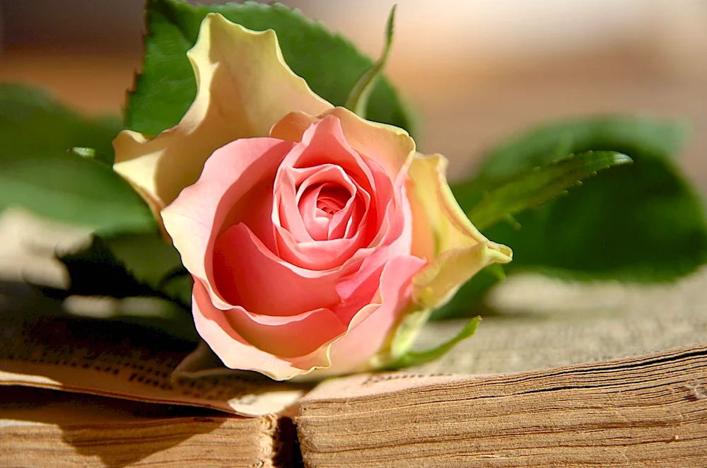 Red roses