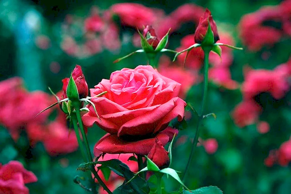 Flowers