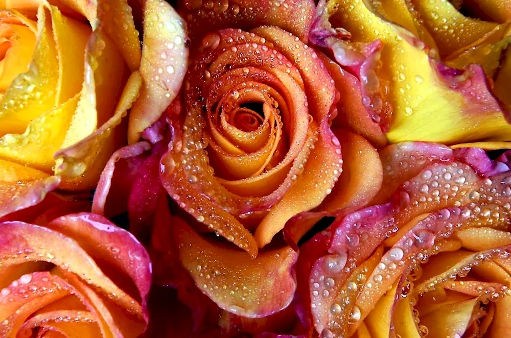 Rose flowers