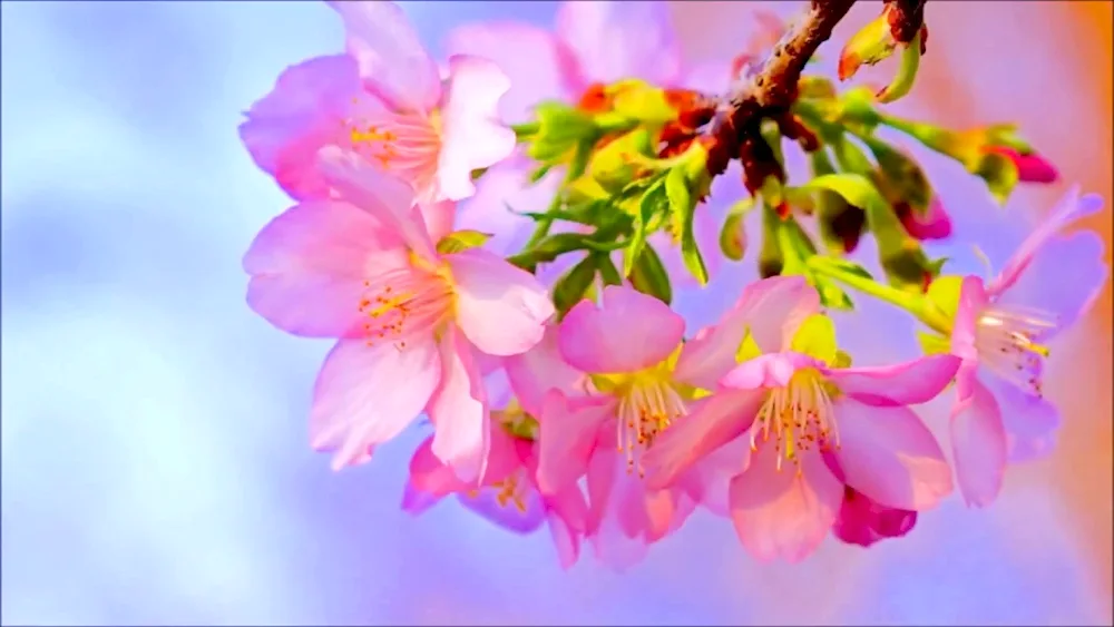 Cherry blossom apple tree