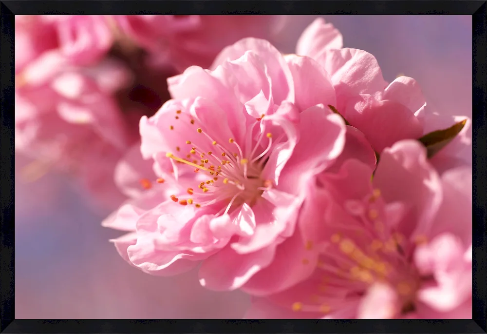 Lilac flowers