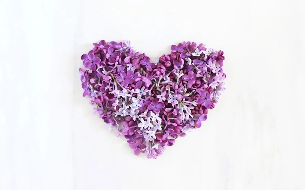 Purple heart. hearts