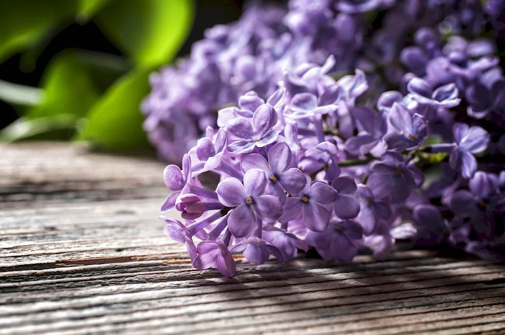 Lilac flowers