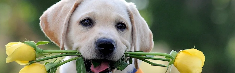 Doggy flowers