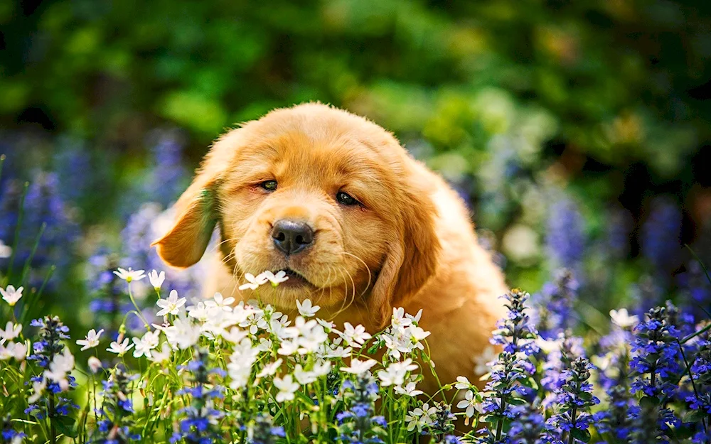 Flowers dogs