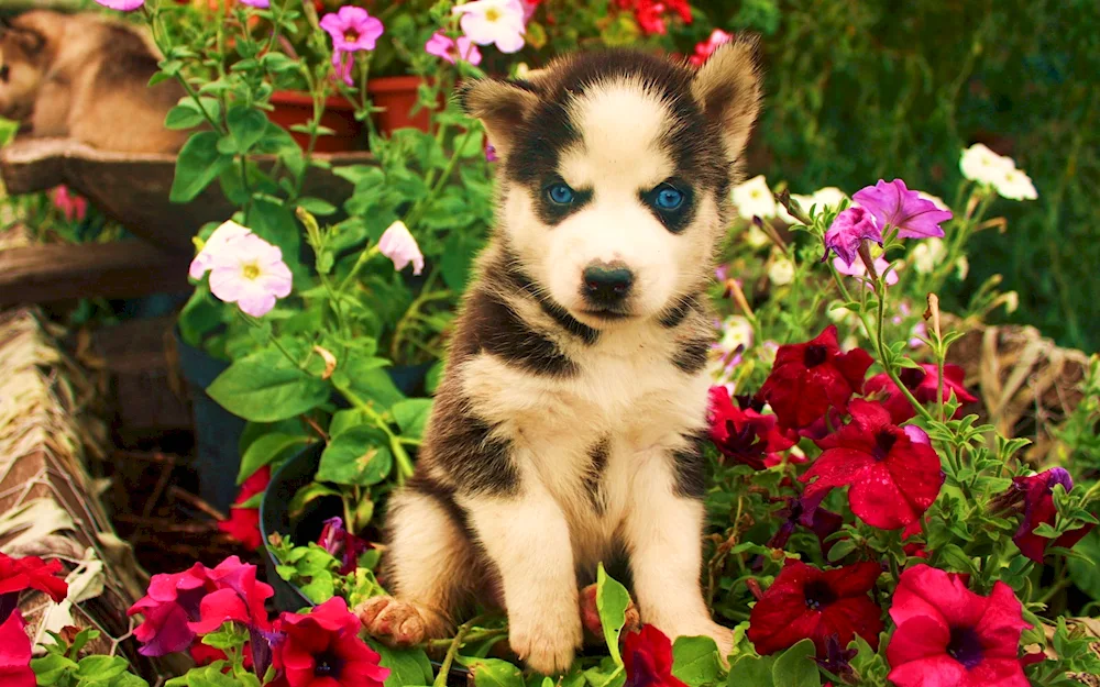 Corgi corgi dog