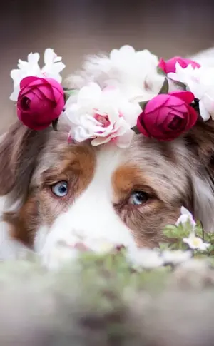 Doggy with flowers