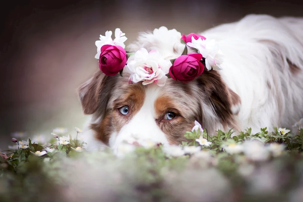 Doggy with flowers