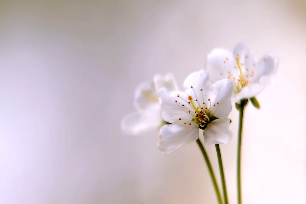 White flowers