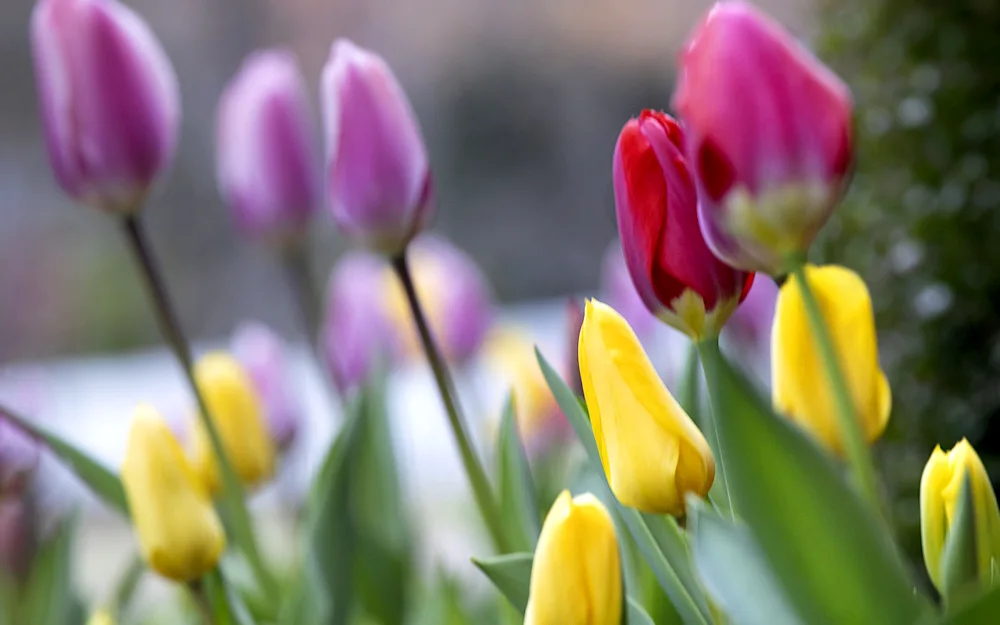 Gorgeous tulips