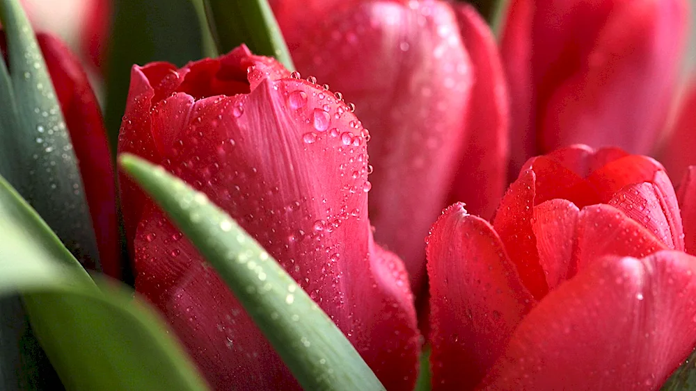 Tulip flowers