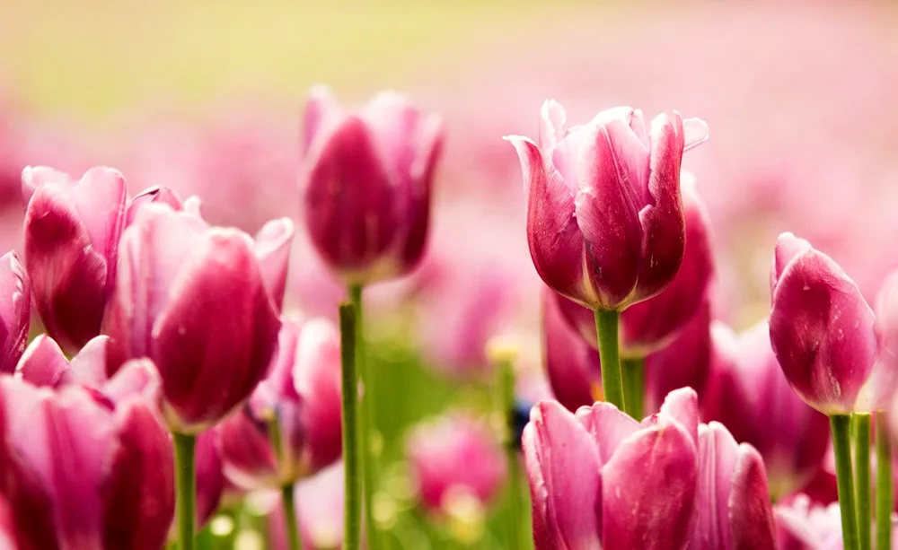 Beautiful tulips