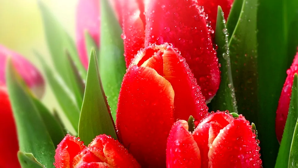 Tulip flowers