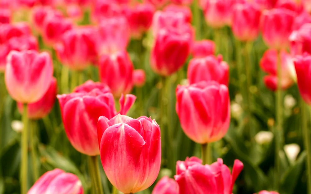 Tulips