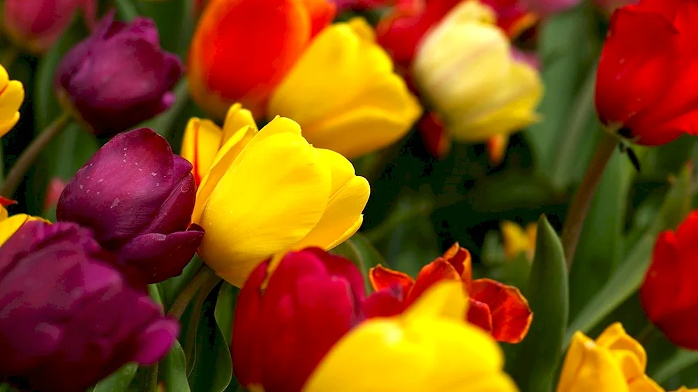 Beautiful tulips