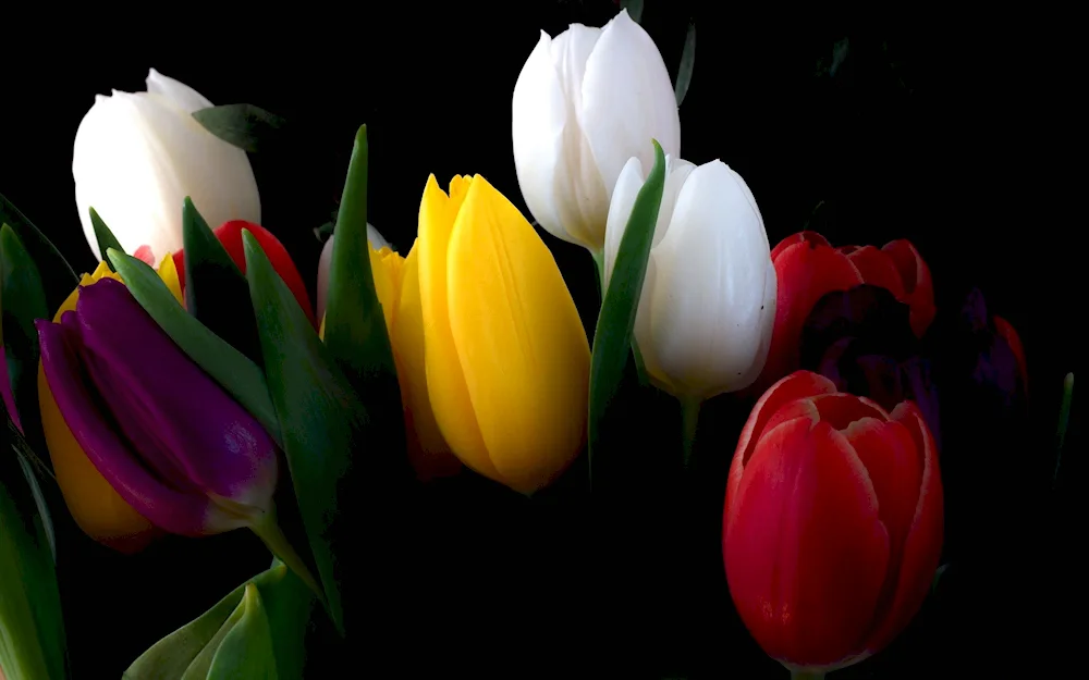 Tulip flowers