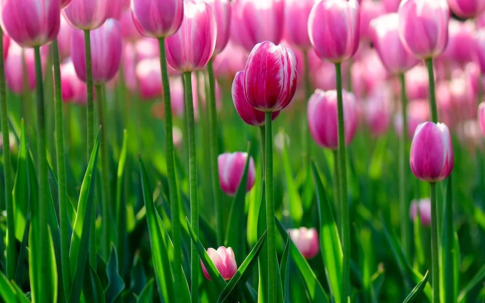 Tulip flowers