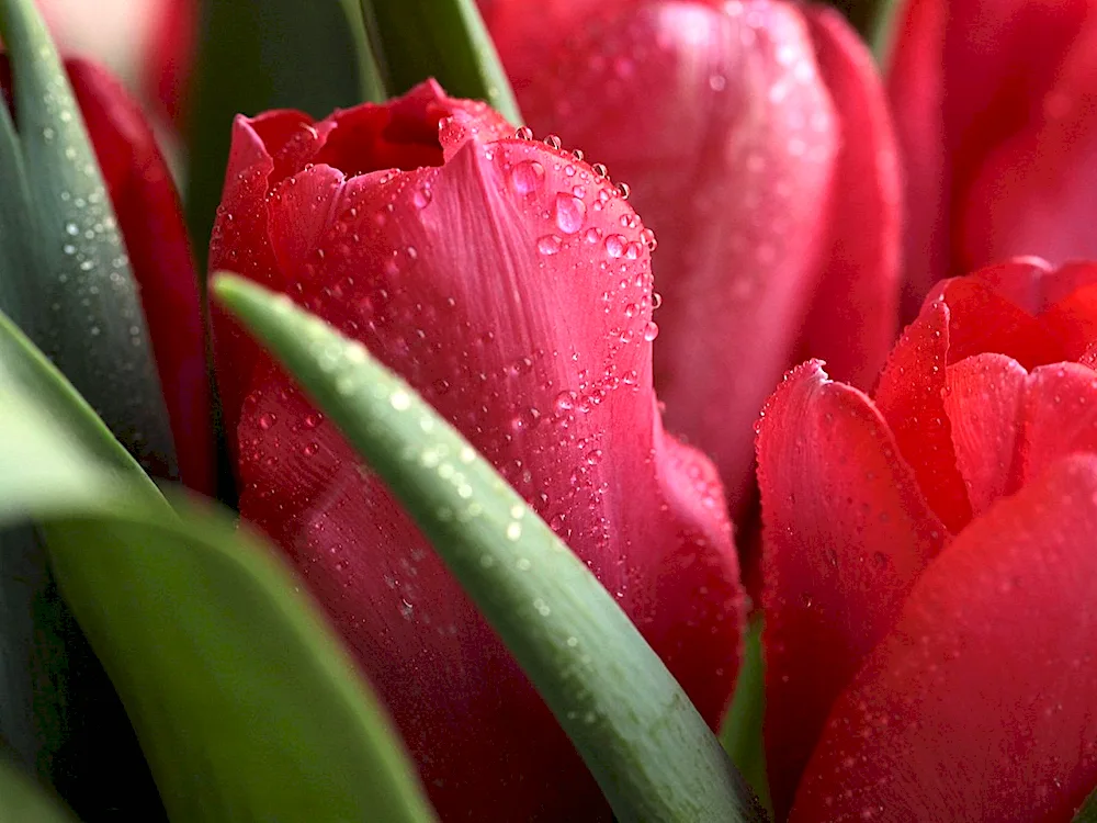 Red tulips