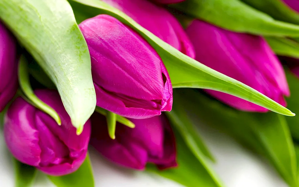 Bouquet of 25 tulips