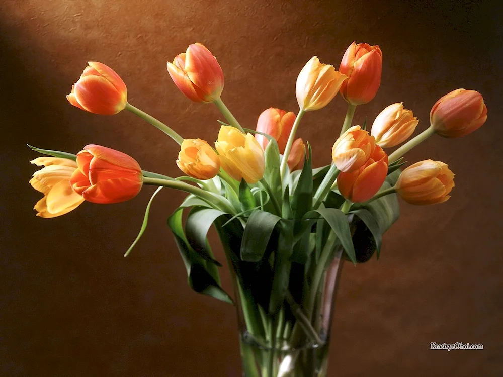 Tulips in a vase