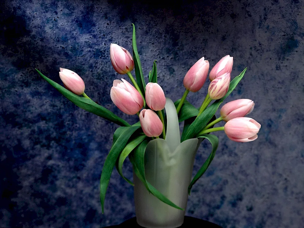 Tulip flowers