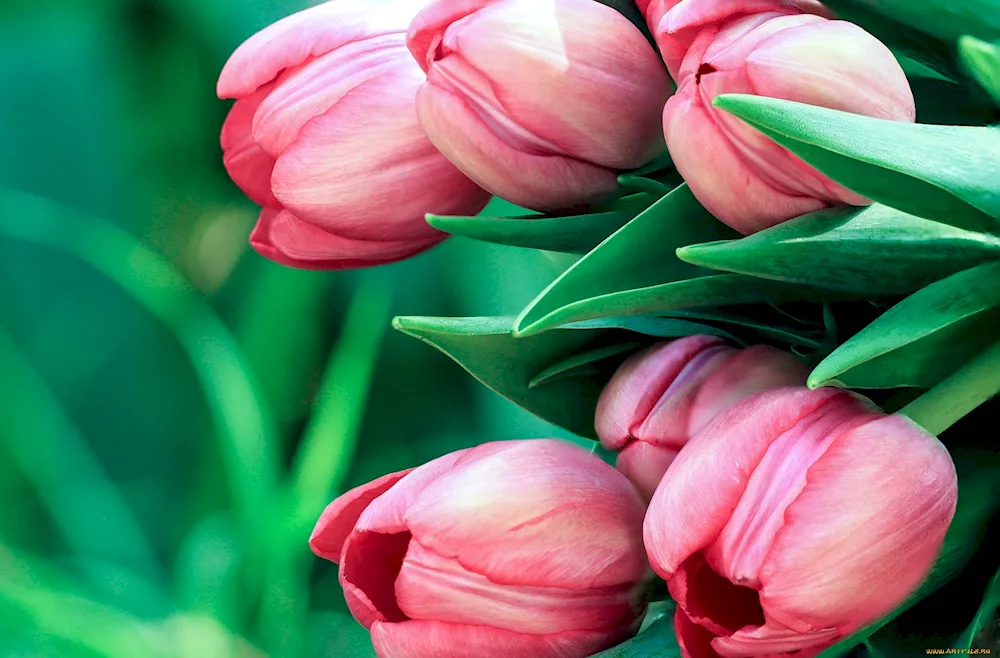 Pink tulips