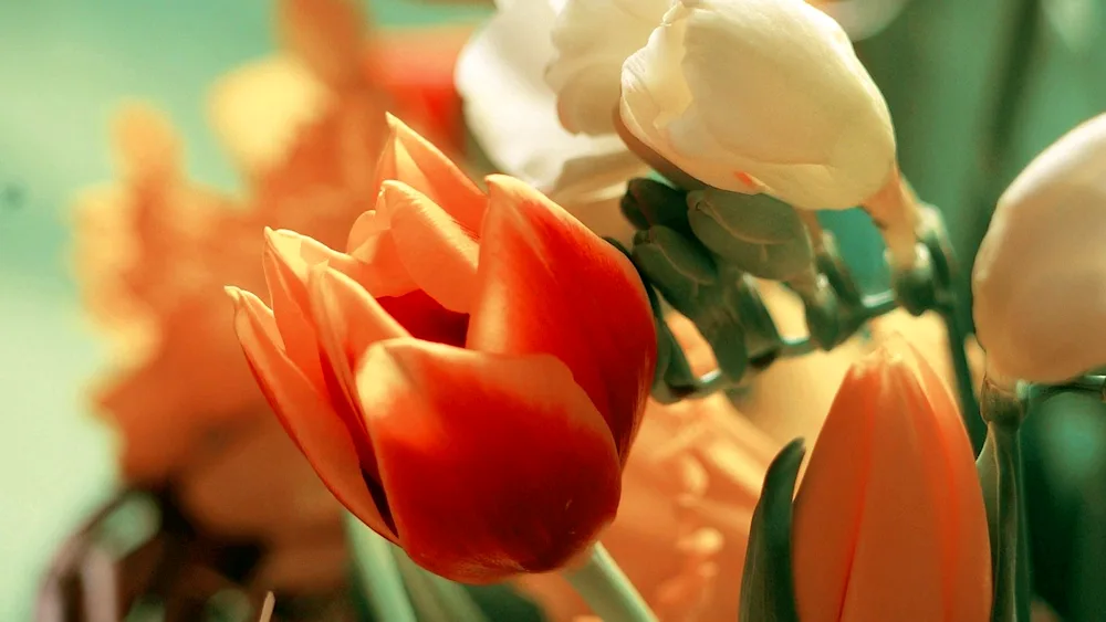 Tulips in a vase