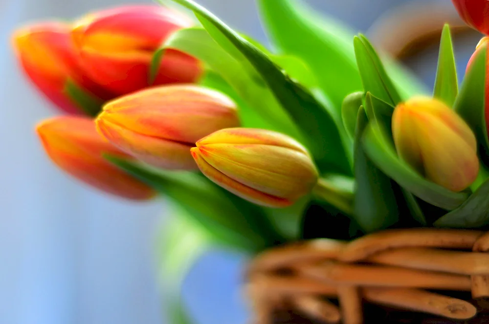 Tulip flowers