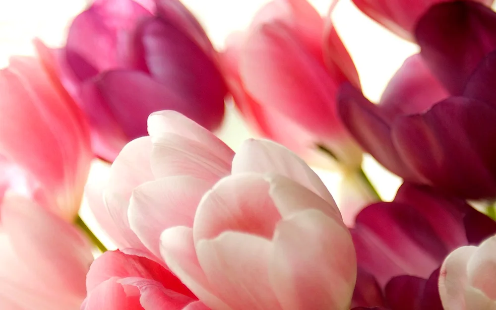 Tulip flowers