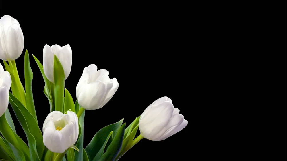 White tulips