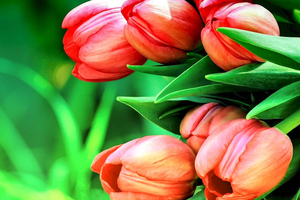 Tulip flowers