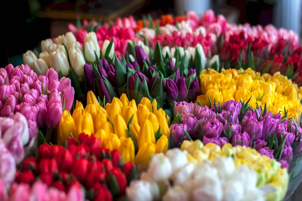 Pink tulips