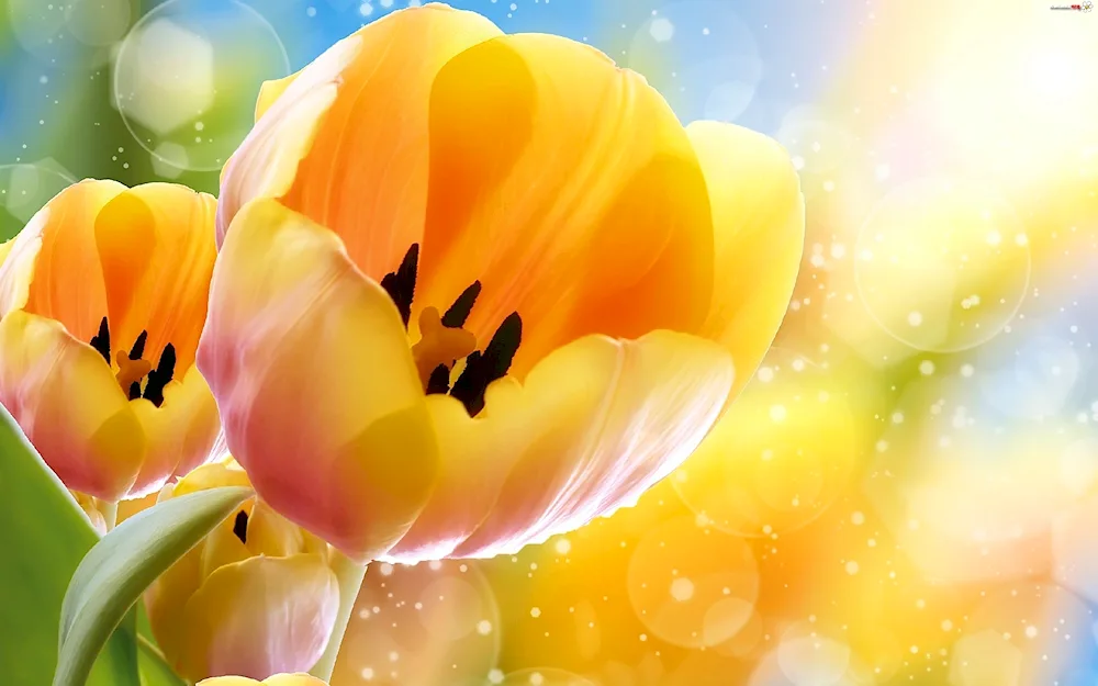 Tulip flowers on a dark background