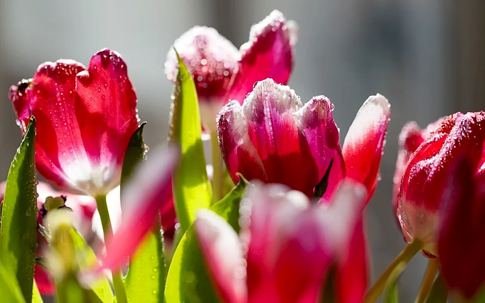 Tulips in the snow