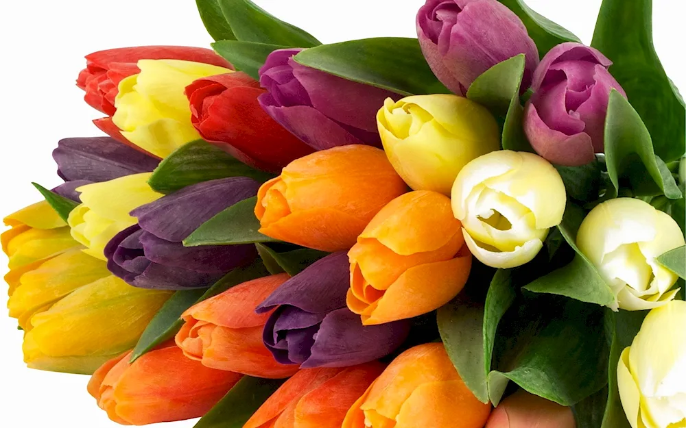 Tulip flowers