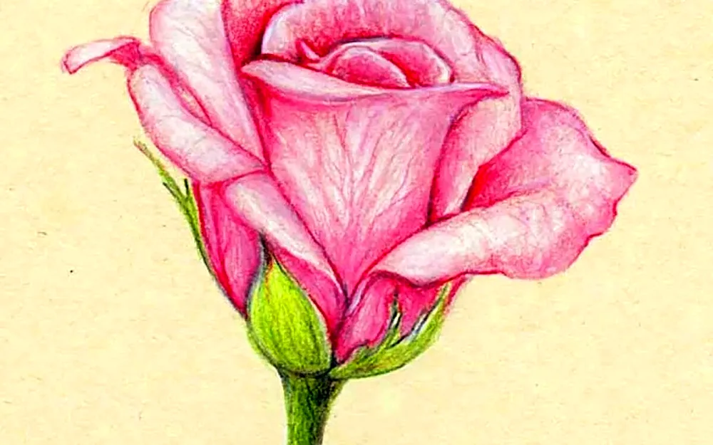 Rose in pencil