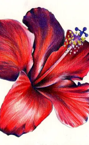 Flower coloured pencils