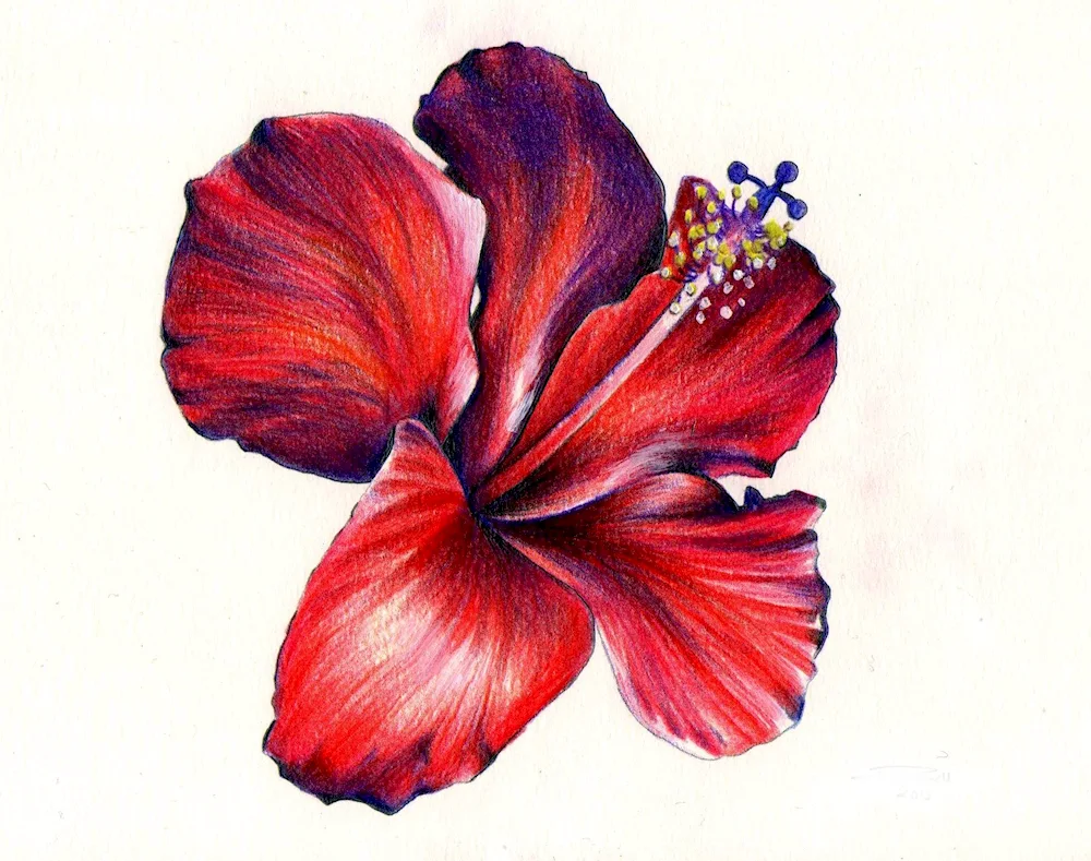 Flower coloured pencils