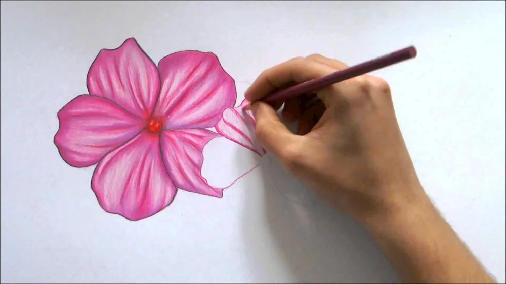 Flowers coloured pencils