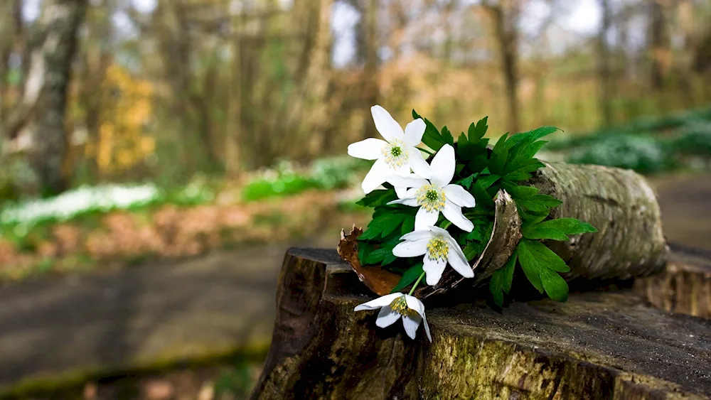 Spring flowers in the forest