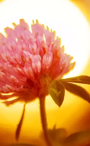 Flowers in the sunlight