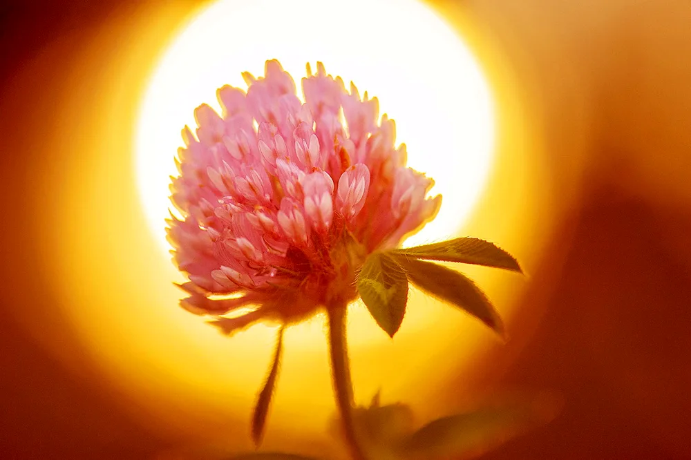 Flowers in the sunlight