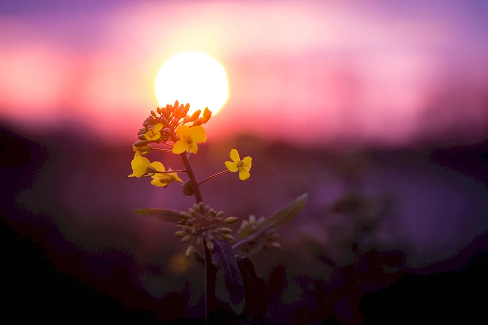 Flowers in the sunlight