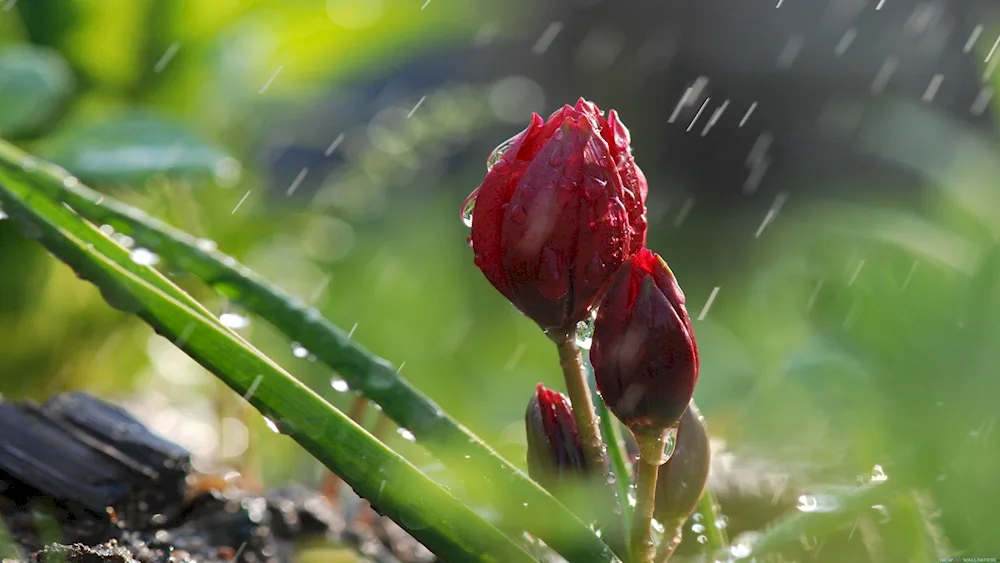 Flowers in the dew