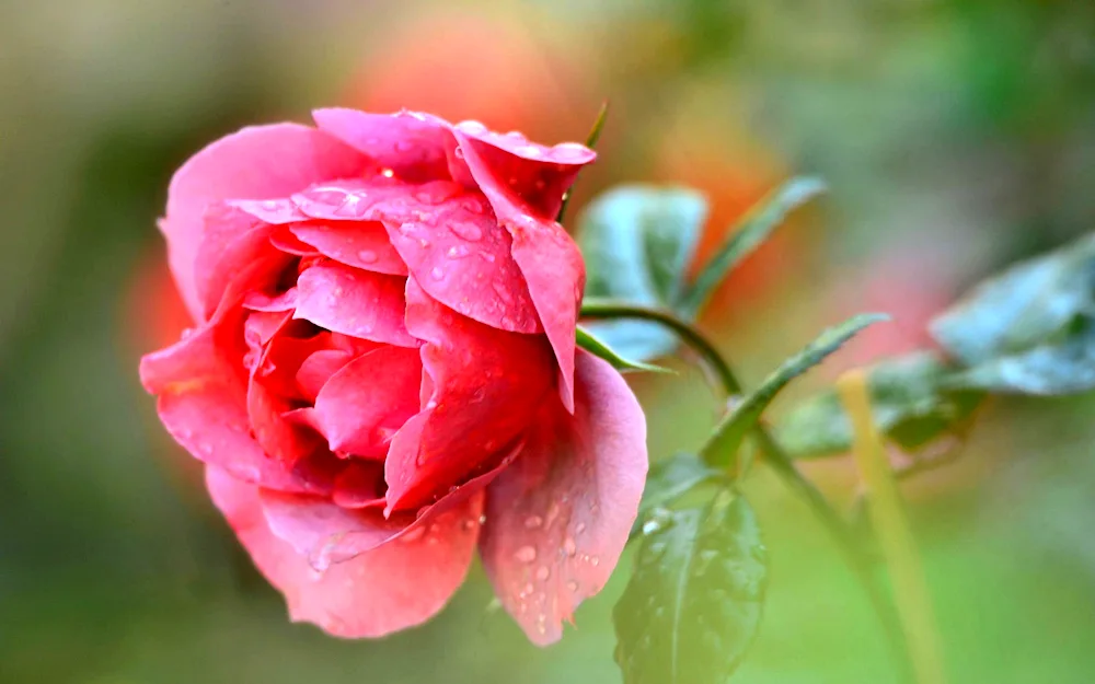 Dewdrop flowers