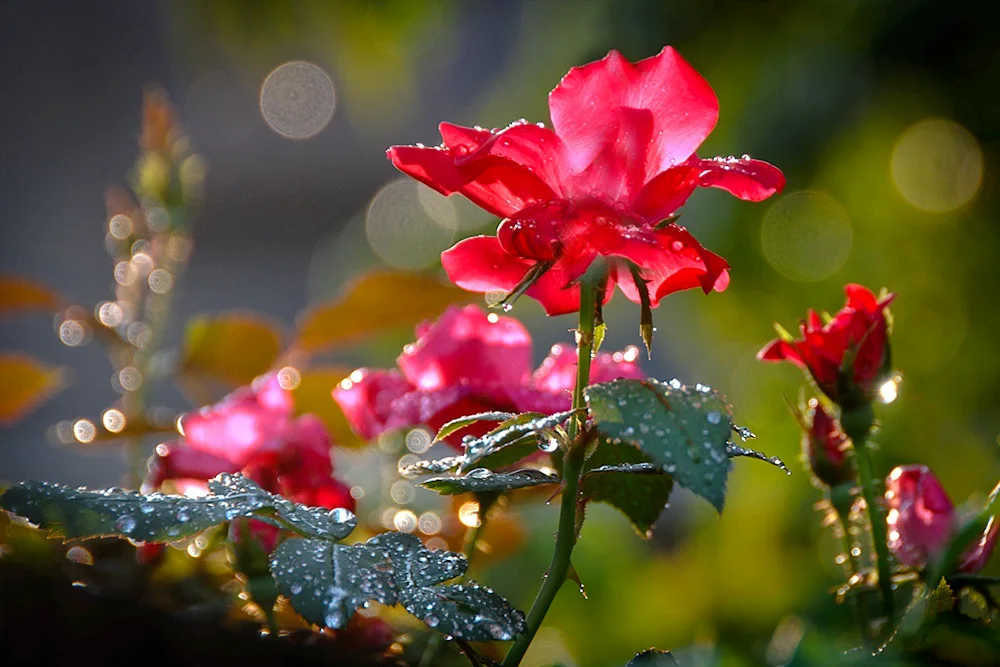 Beautiful bouquet