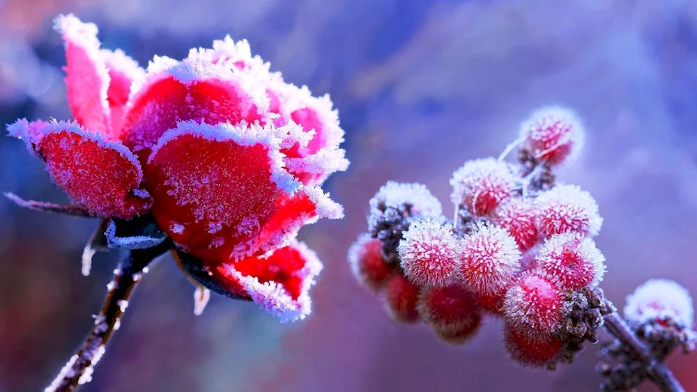 Flowers in the snow