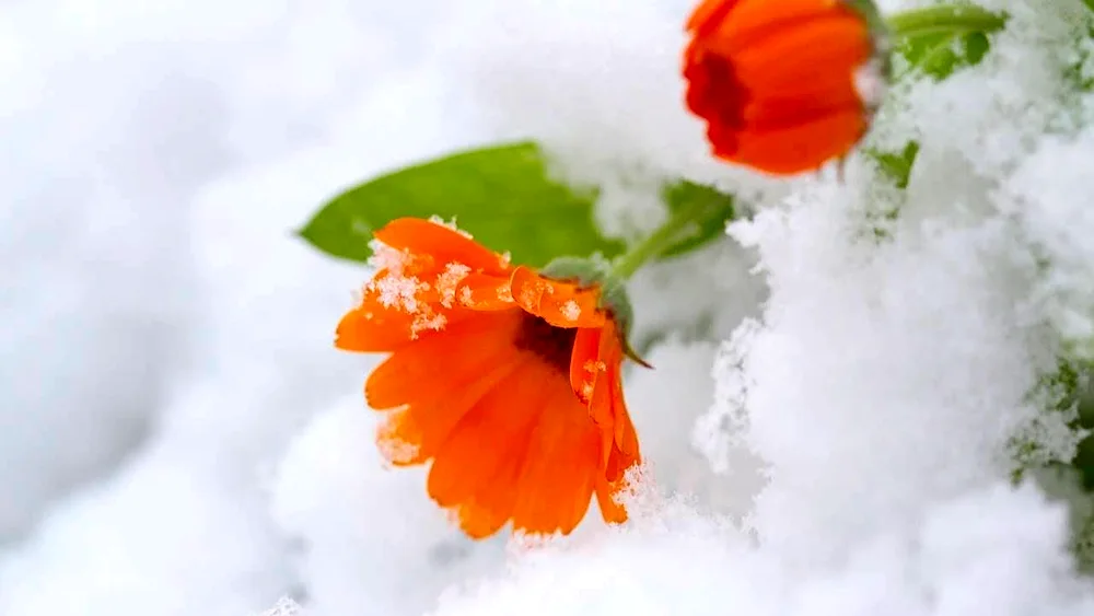 Flowers in the snow