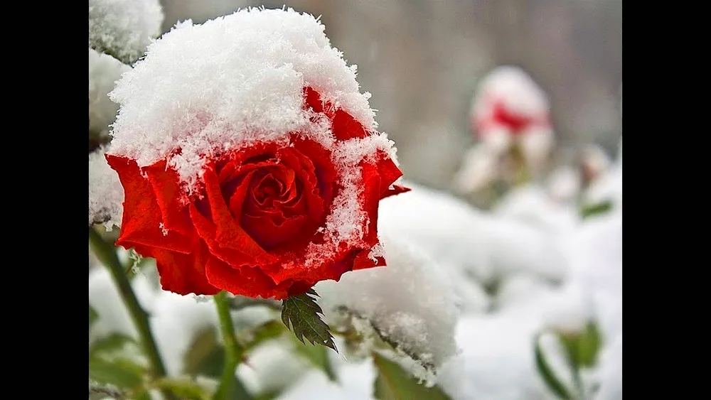 Flowers in the snow