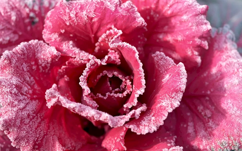 Flowers in the snow